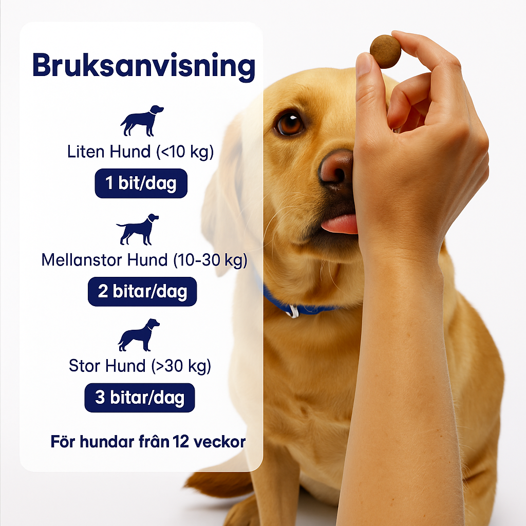 3-i-1 Probiotika Som Löser Din Hunds Mag-, Hud- & Energiproblem