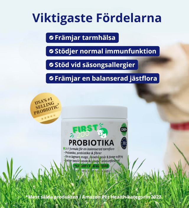 3-i-1 Probiotika Som Löser Din Hunds Mag-, Hud- & Energiproblem