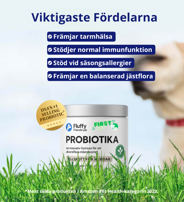 3-i-1 Probiotika Som Löser Din Hunds Mag-, Hud- & Energiproblem