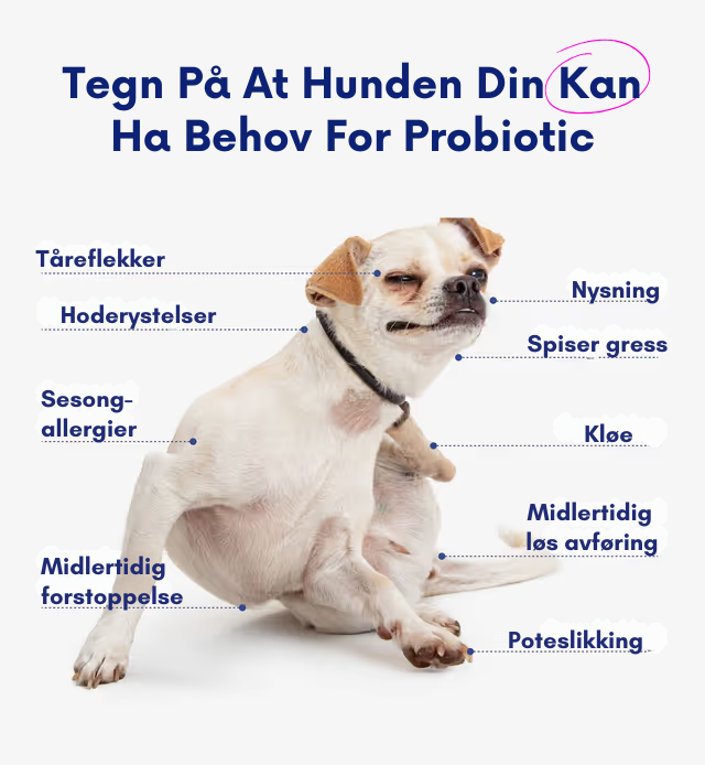 Apotek Hunden – 3-i-1 probiotika, som fremmer sunn mage, hud og energi hos hunden