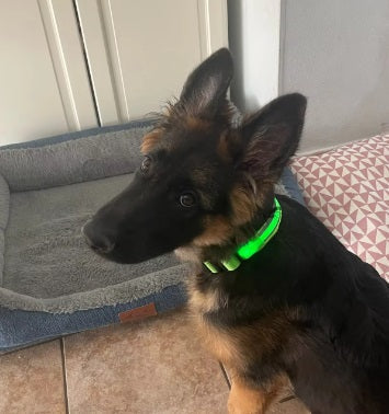 Glow Collar™ – Upplyst halsband